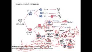 Hematologia  Hematopoiese vídeo aula [upl. by Gascony]