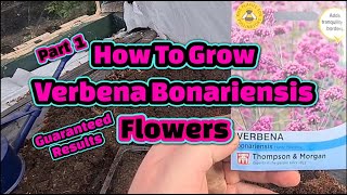 How to grow Verbena from seed part 1 [upl. by Gnaig]