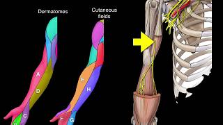 Dermatomes and Cutaneous fields [upl. by Rockwell]