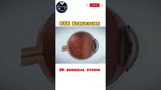 Eye Structure 3D surgical studio anatomy surgicalknowledge medicalmusic newvideoviralvideo [upl. by Adnahsat]