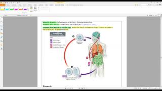 11 Medical Protozoology Entamoeba Histolytica الأميبا [upl. by Neenej797]