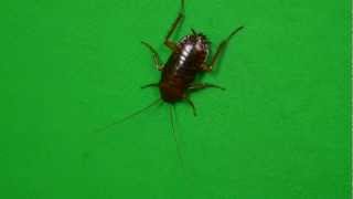 Cockroach On My Green Screen Song A Day 1431 [upl. by Nevek]