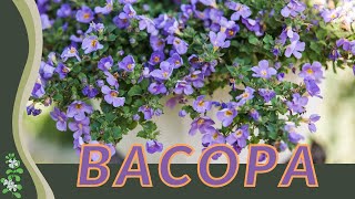 Everything You Wanted to Know About BACOPA Bacopa monnieri Water Hyssop or Brahmi [upl. by Annirtak]