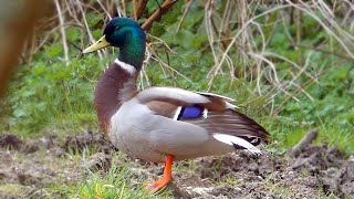 Mallard Calls  Duck Sounds [upl. by Devinne]