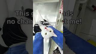 Cat Senses Danger at the Vet 😂 [upl. by Malvie]