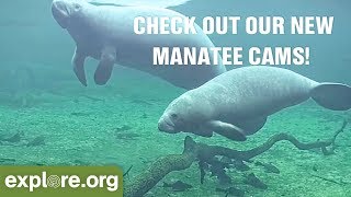 New Manatee Cameras at Homosassa Springs [upl. by Yna223]