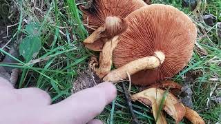 Łysak wspaniały Gymnopilus junonius [upl. by Shaughnessy]