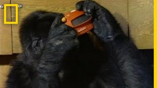 Watch Koko the Gorilla Use Sign Language in This 1981 Film  National Geographic [upl. by Sucramej]