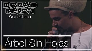 Dread Mar I  Arbol sin hojas Acústico [upl. by Misab]