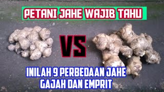 INILAH 9 PERBEDAAN ANTARA JAHE GAJAH DAN EMPRIT [upl. by Karolina433]