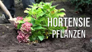 Hortensie pflanzen [upl. by Sauer]