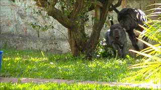 Mastino Napoletano  Brasília  DF  Brasil [upl. by Chloris]