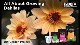 Growing Dahlias How to Grow Plant and Store Dahlias with Black Gold® [upl. by Cris693]