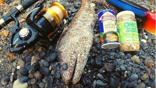 Catch n Cook Big NASTY Moray EEL [upl. by Johnath]