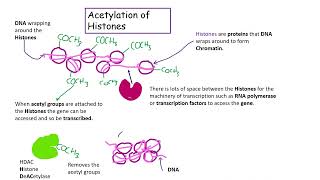 Acetylation AQA Biology A level [upl. by Giardap]