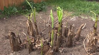 Covering your Hardy Banana  Musa basjoo for the Winter [upl. by Sirronal186]