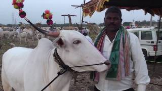 Beautiful khillari cow for sale at Horti [upl. by Yevol]