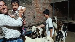 Goat farm  kid enjoy with goats  Goat farming [upl. by Tena]