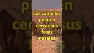 ¡Impresionante Los Camellos Pueden Cerrar sus Fosas Nasales 🐫 [upl. by Areis994]