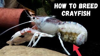 Crayfish Breeding 101 A Beginners Guide [upl. by Trimmer90]