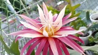 Epiphyllum anguliguer RIC RAC 21112024 1935 hs [upl. by Ehav498]