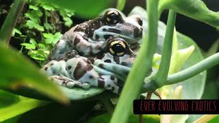 Adorable Amazon Milk Frogs [upl. by Lasko775]