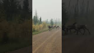 Caribou fam rangifertarandus wildlife farnorth [upl. by Pulling965]