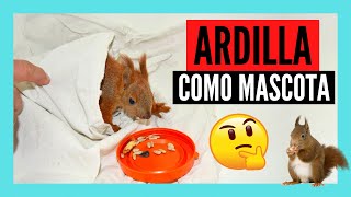 Cosas que DEBES SABER antes de tener una ARDILLA como MASCOTA [upl. by Fleischer137]