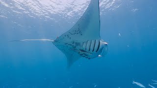 Manta Ray Mastering the Deep [upl. by Avenej]