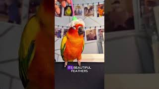 A parrot plucks feathers as gifts for its ownershorts animals parrot bird cute [upl. by Robin]