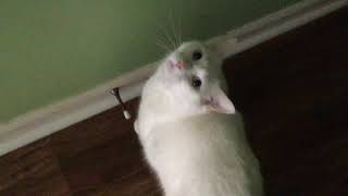 how my deaf cat meows [upl. by Boelter887]