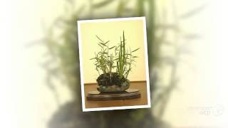 Sideritis  garden plants [upl. by Win]