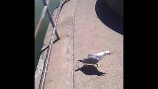 Seagull Laughing [upl. by Sheepshanks624]