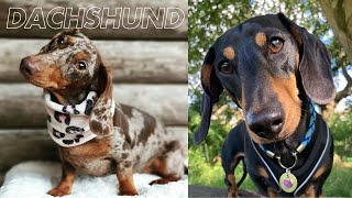 Hilarious Sausage Dog Video Compilation Try To Not Laugh Miniature Weiner Dachshund Teckel Dog Happy [upl. by Ainslee524]