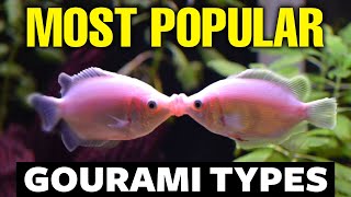 The Best Gourami Types Care Breeding amp More [upl. by Arodnap738]