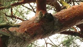 Treecreeper foraging in the pine tree [upl. by Adniral]