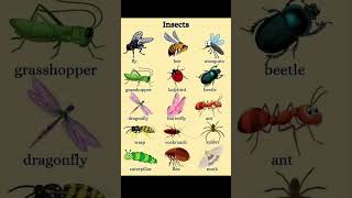 Name of Insects أسماء الحشرات English with Osamah english games movies tiktok news [upl. by Aehtrod]