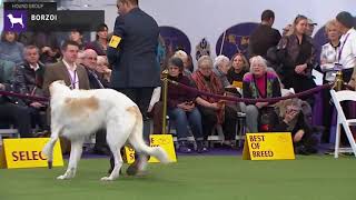 Borzois  Breed Judging 2020 [upl. by Eenattirb808]