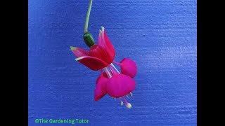 How to Prune Fuchsias by The Gardening TutorMary Frost [upl. by Gairc]