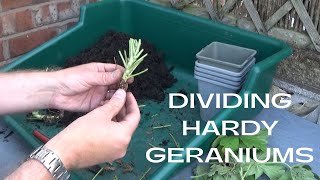 Dividing Hardy Geraniums  How to Divide Hardy Geranium  Hardy Geranium Division amp Propagation [upl. by Polk12]