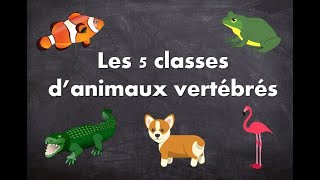 Les 5 classes danimaux vertébrés [upl. by Campos]