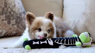 Cute Pomeranian Dogs Bothered by Spooky Halloween Stuffed Animal 😂👻🎃 [upl. by Yelnats815]