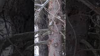 Hilarious Bird Destroys Tree Caught in the Act [upl. by Lula402]