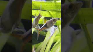 CRAZY Rasbora Breeding Secrets Revealed 😲 [upl. by Akihsal]