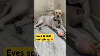 A Heart Unspoiled ❤️ shorts dog dogvideos puppy cutedog labrador dogshorts lovesong [upl. by Euphemie828]