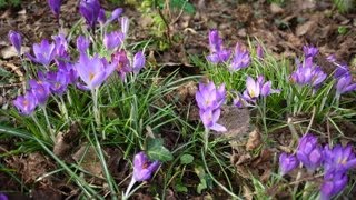 Purple Crocus [upl. by Esaj]