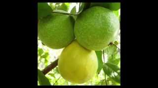 Health Benefits of Araza Fruit Eugenia stipitata [upl. by Hengel]