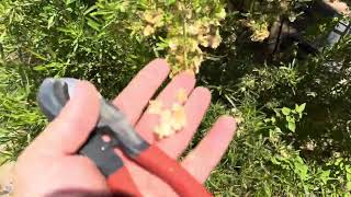 AZ Plant Reviews  Hop Bush Dodonea viscosa [upl. by Cirdek]