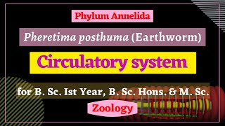 Pheretima posthuma  Circulatory system  Zoology [upl. by Enilada]