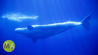 8 Hours of Whale Sounds Deep Underwater Version 2 for Sleep and Relaxation [upl. by Aennil466]